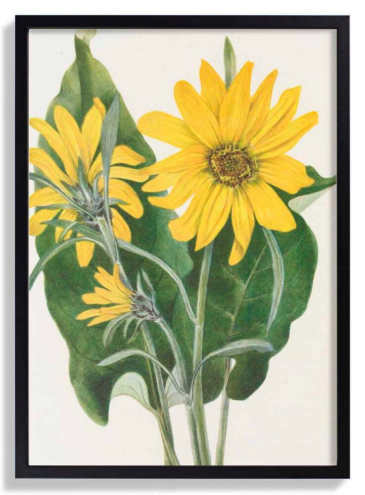 Balsamroot From North American Wildflowers (1925) By Mary Vaux Walcott by Mary Vaux Walcott