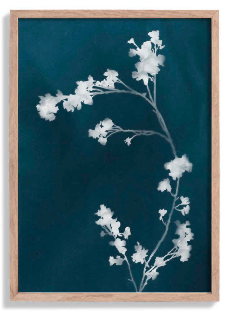 Monographie Blaue Blumen von amini54