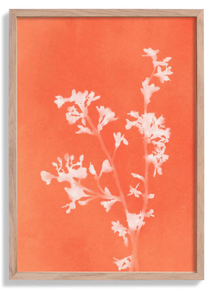 Monograph Orange Flowers by amini54