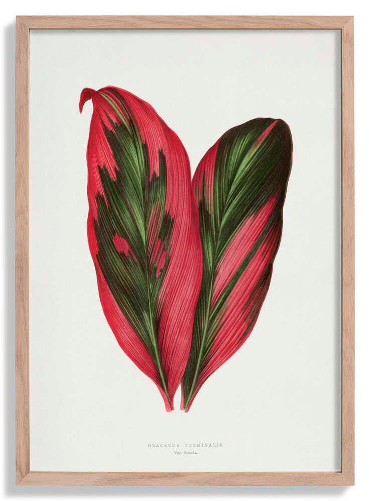 Pink Dracaena Terminalis Leaf Illustration von Les Plantes a Feuillage Colore