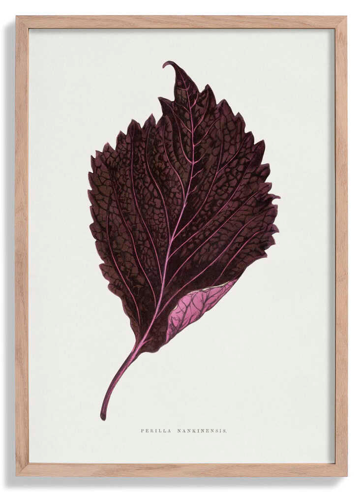 Pink Perilla Nankinensis Leaf Illustration by Les Plantes a Feuillage Colore