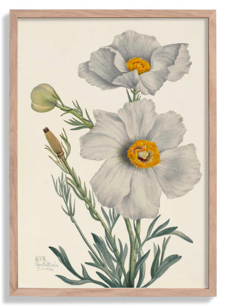 Matilija Poppy by Mary Vaux Walcott