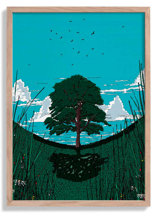 Platanenbaum von Nicholas