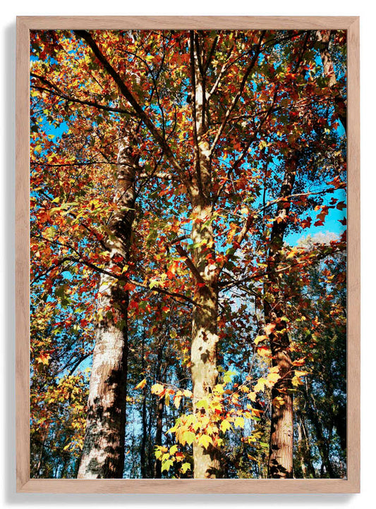 Ready To Fall von Angelo Cerantola