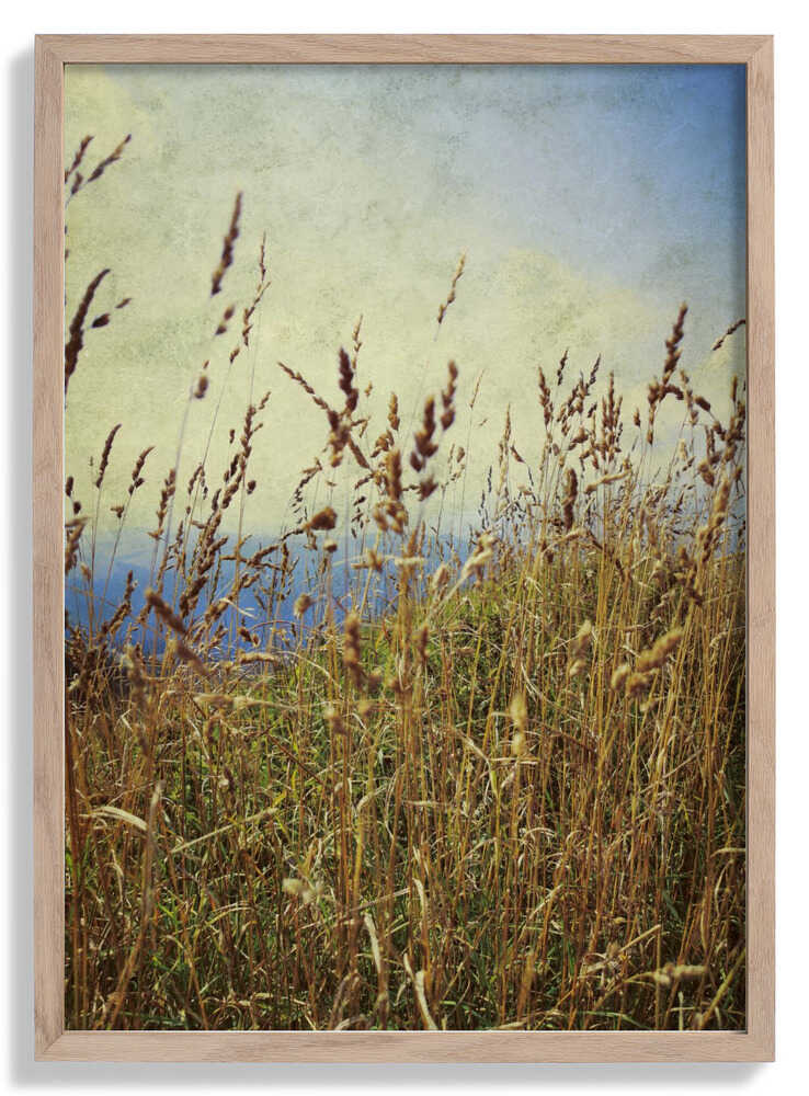 Berggras von Angelo Cerantola