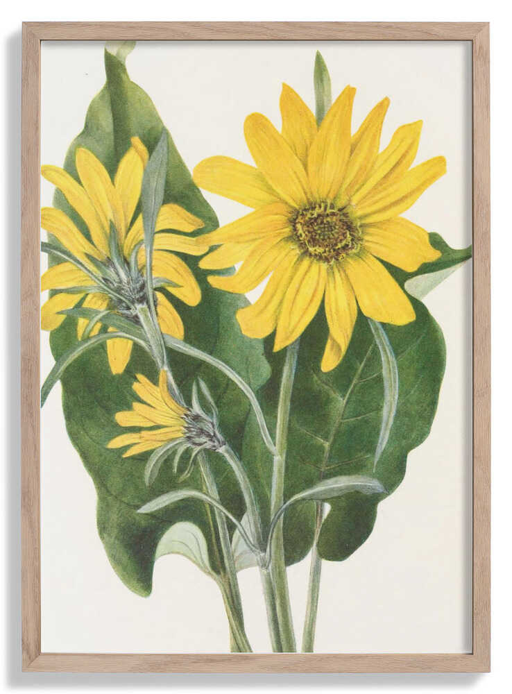 Balsamroot From North American Wildflowers (1925) By Mary Vaux Walcott by Mary Vaux Walcott