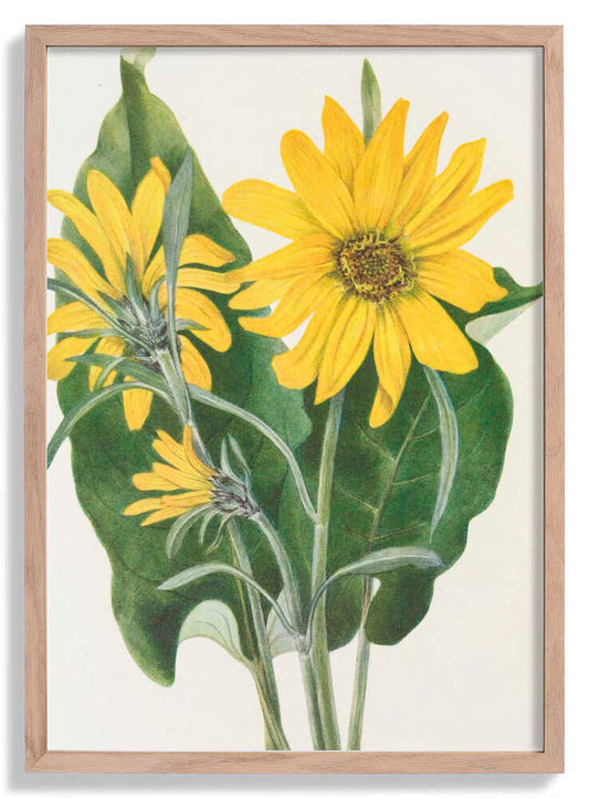 Balsamroot From North American Wildflowers (1925) By Mary Vaux Walcott by Mary Vaux Walcott