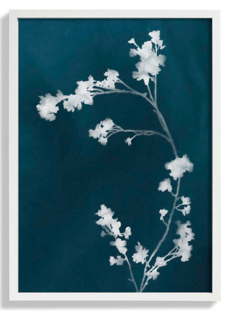 Monographie Blaue Blumen von amini54