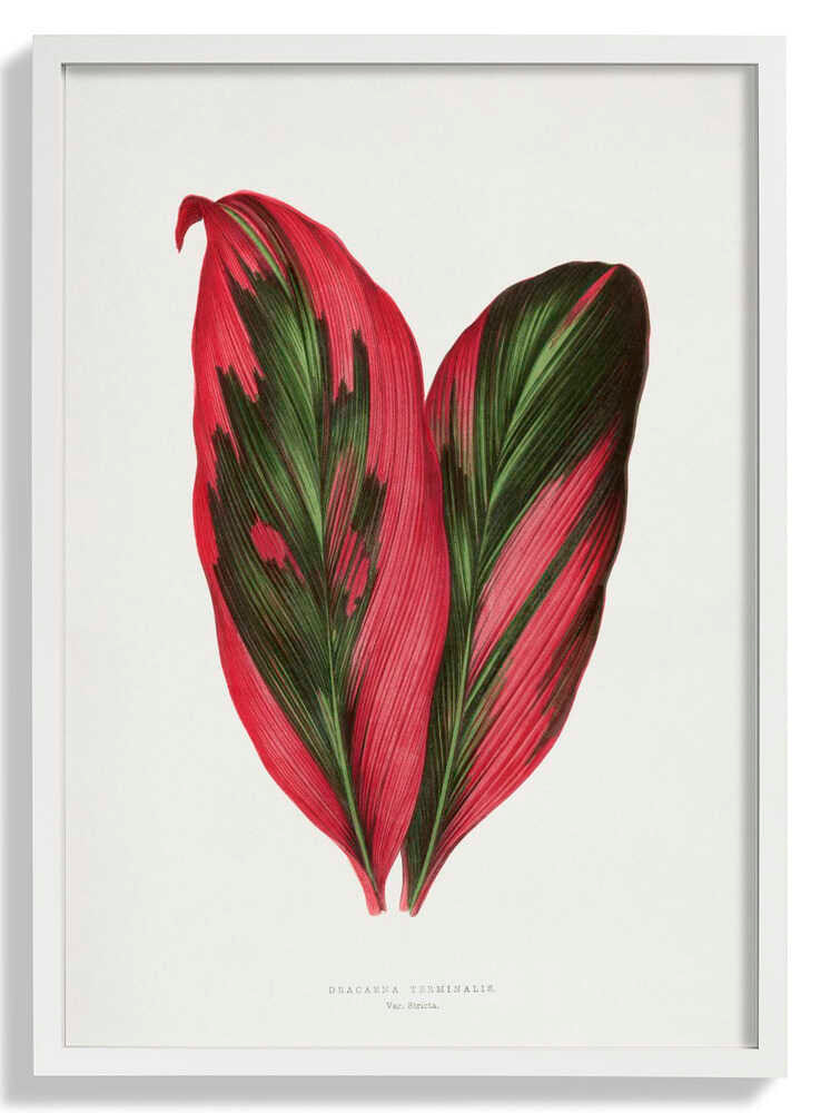 Pink Dracaena Terminalis Leaf Illustration von Les Plantes a Feuillage Colore