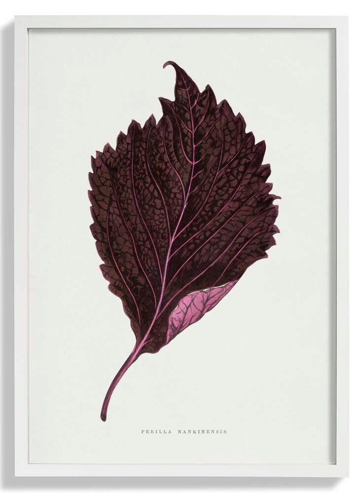 Pink Perilla Nankinensis Leaf Illustration by Les Plantes a Feuillage Colore