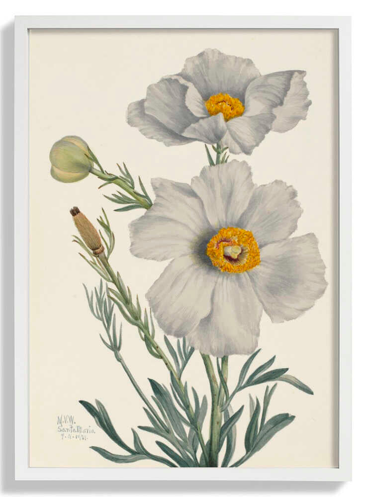 Matilija Poppy by Mary Vaux Walcott