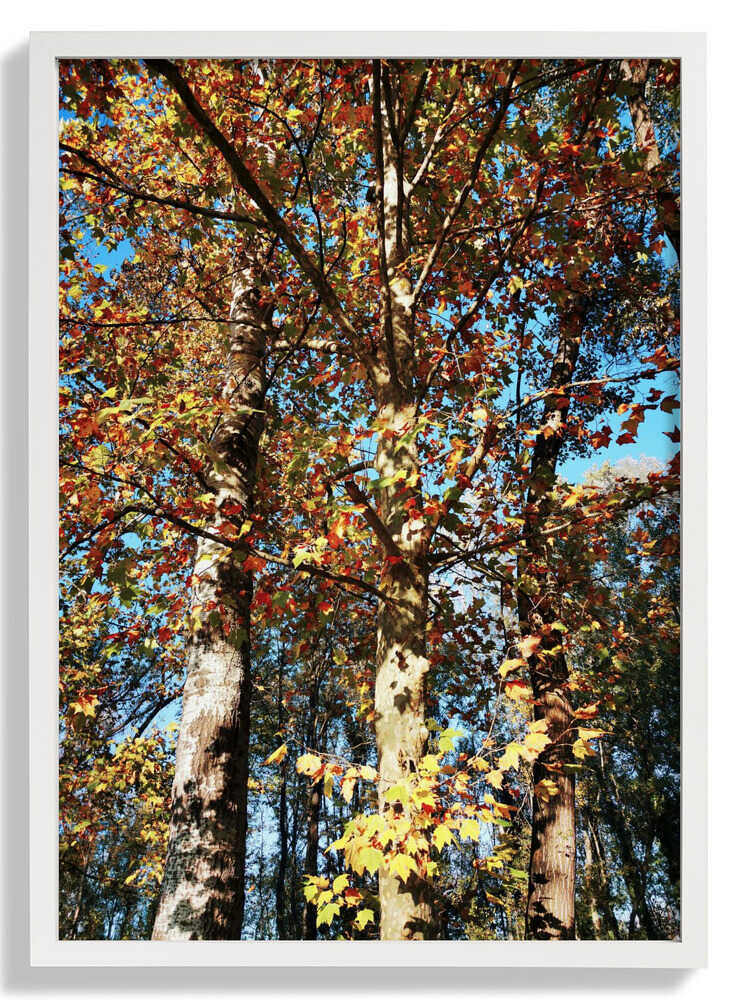 Ready To Fall von Angelo Cerantola