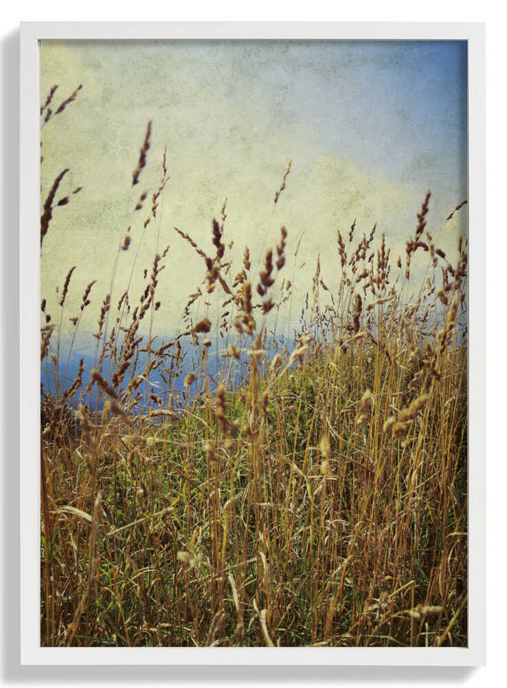 Berggras von Angelo Cerantola