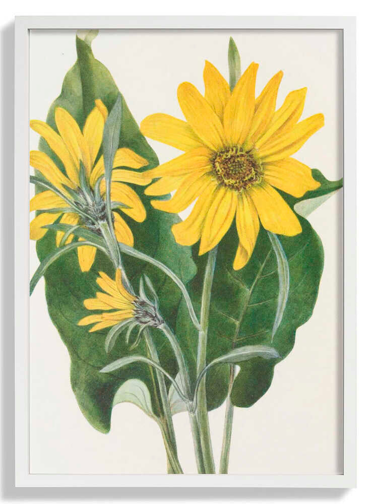 Balsamroot From North American Wildflowers (1925) By Mary Vaux Walcott by Mary Vaux Walcott