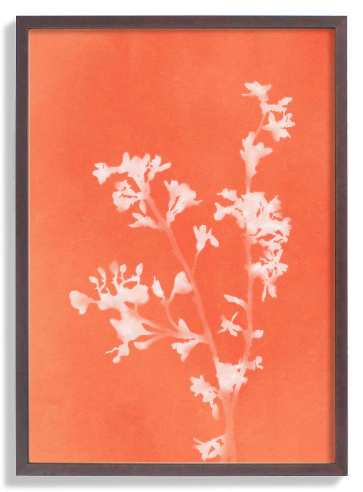 Monograph Orange Flowers by amini54