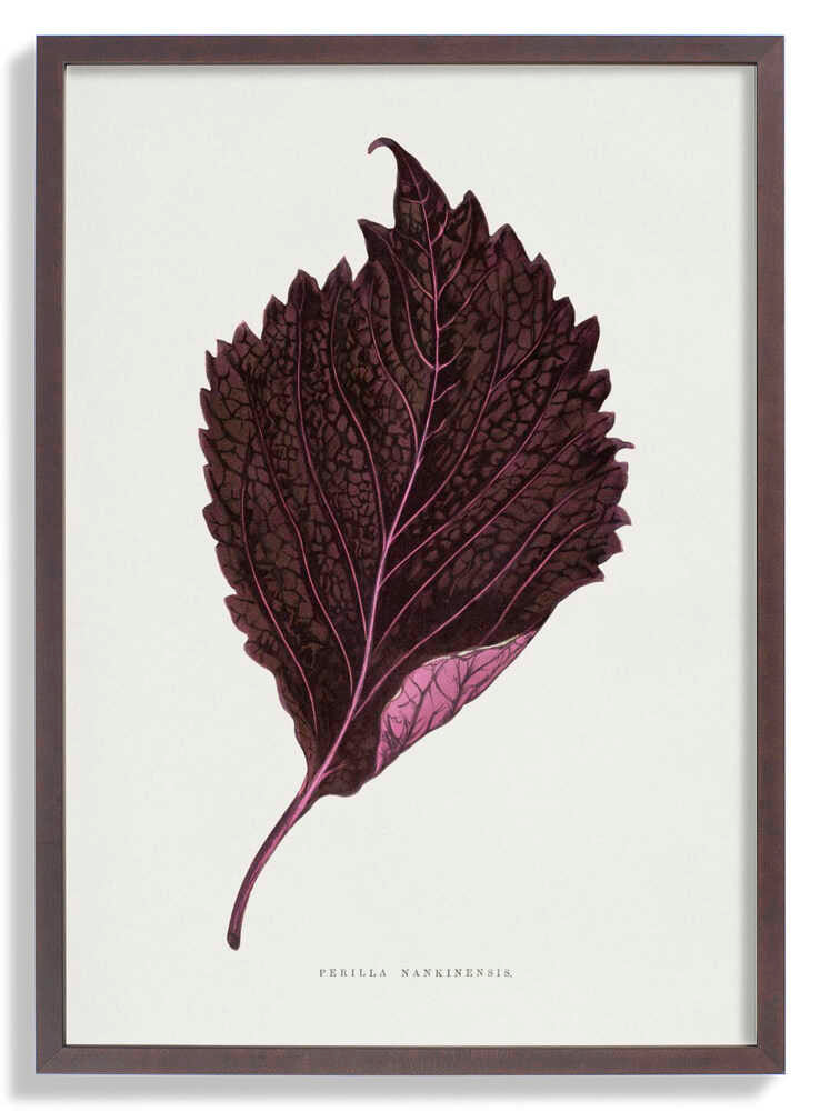 Pink Perilla Nankinensis Leaf Illustration by Les Plantes a Feuillage Colore
