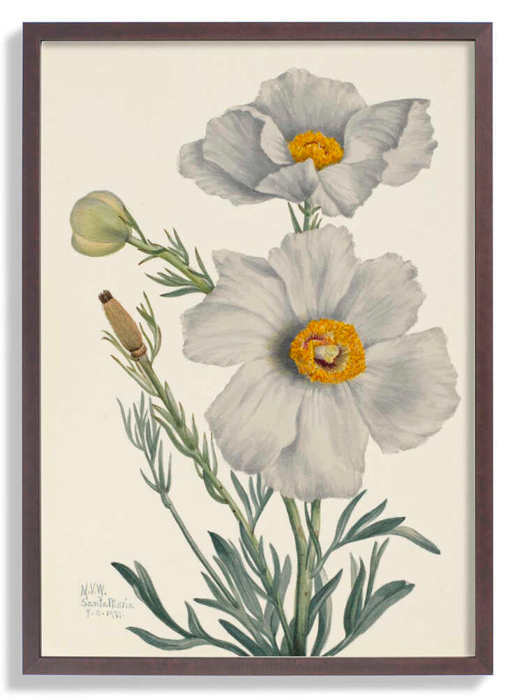 Matilija Poppy by Mary Vaux Walcott