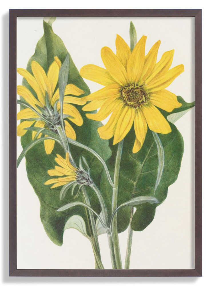 Balsamroot From North American Wildflowers (1925) By Mary Vaux Walcott by Mary Vaux Walcott