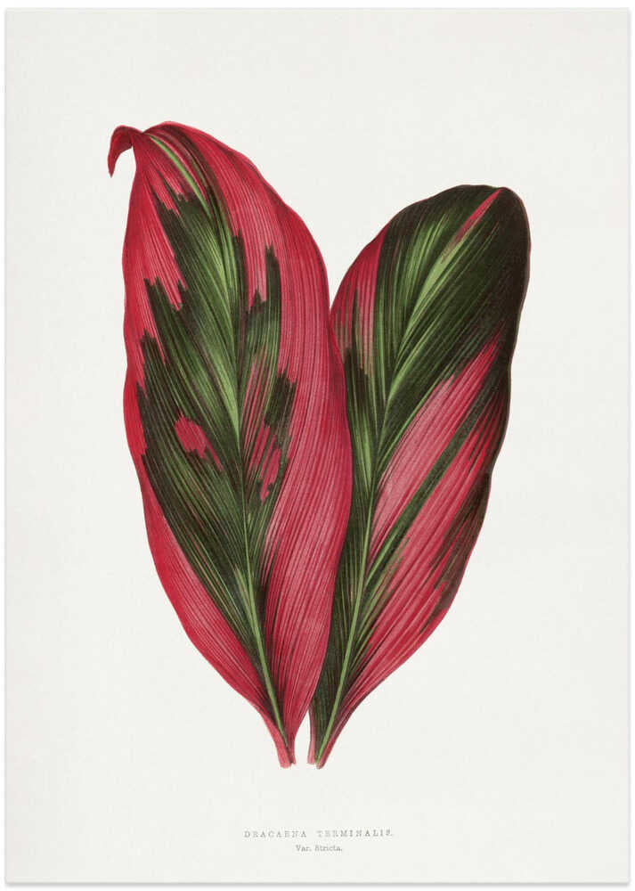 Pink Dracaena Terminalis Leaf Illustration von Les Plantes a Feuillage Colore