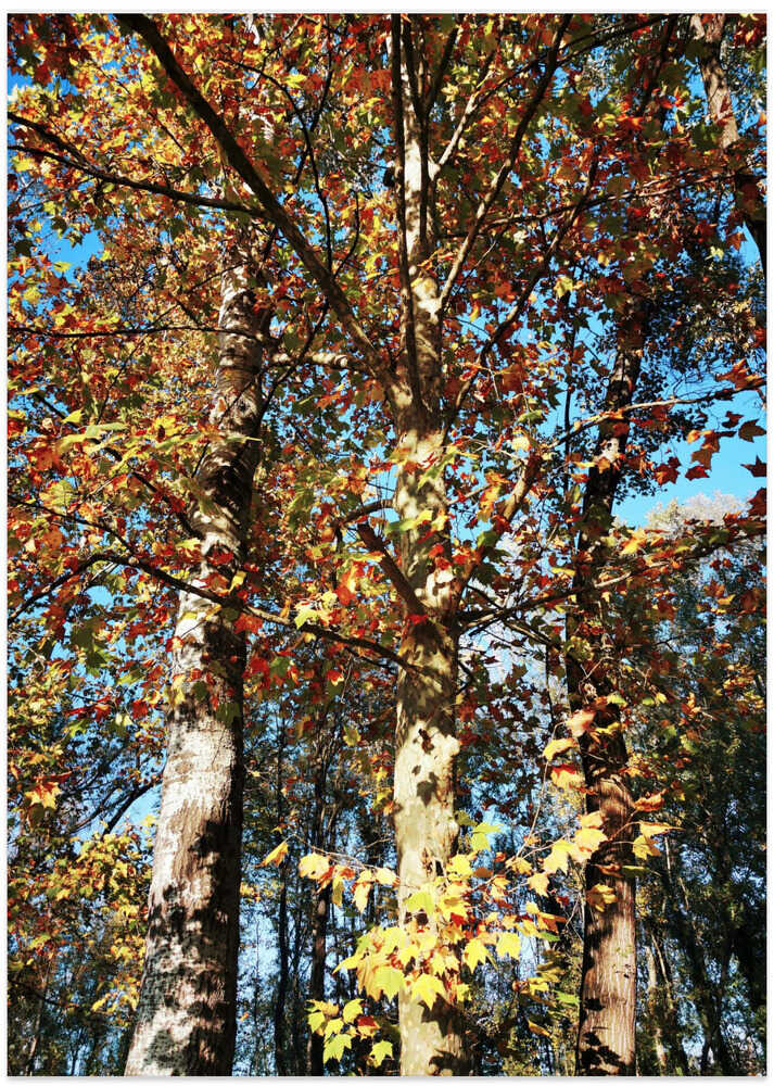 Ready To Fall von Angelo Cerantola