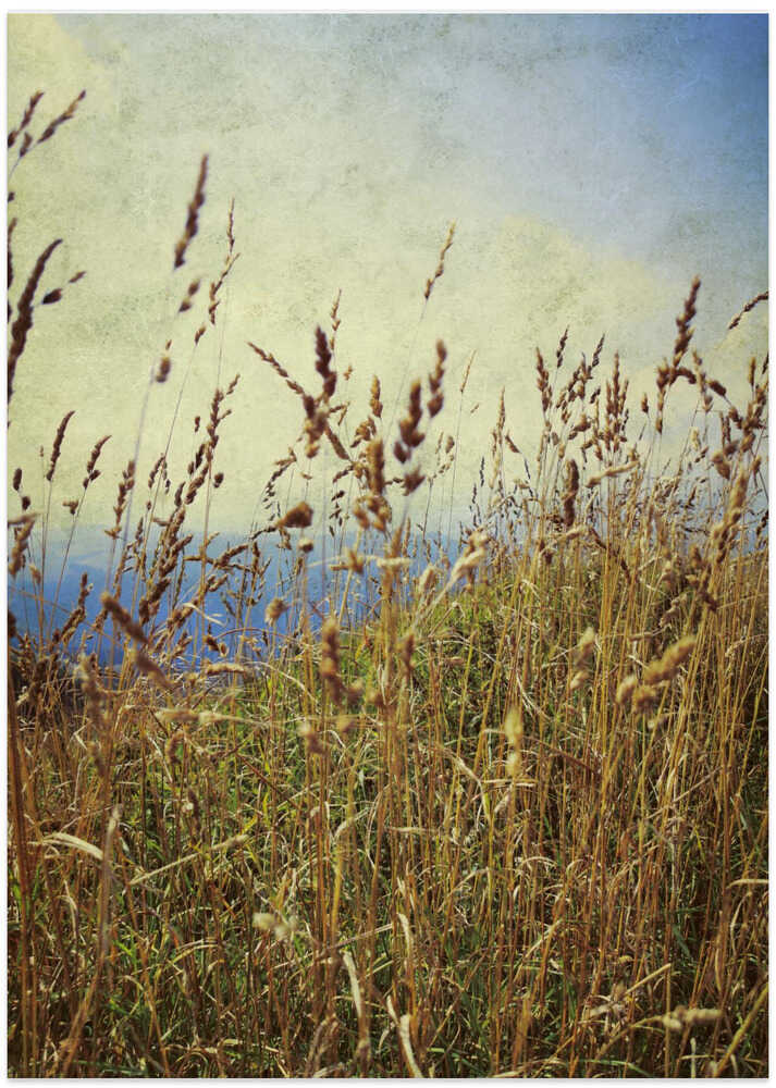 Berggras von Angelo Cerantola