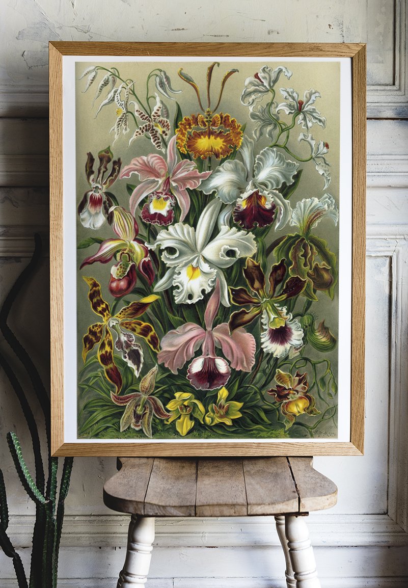 Orchideae Lilly Flowers by Ernst Haeckel Poster