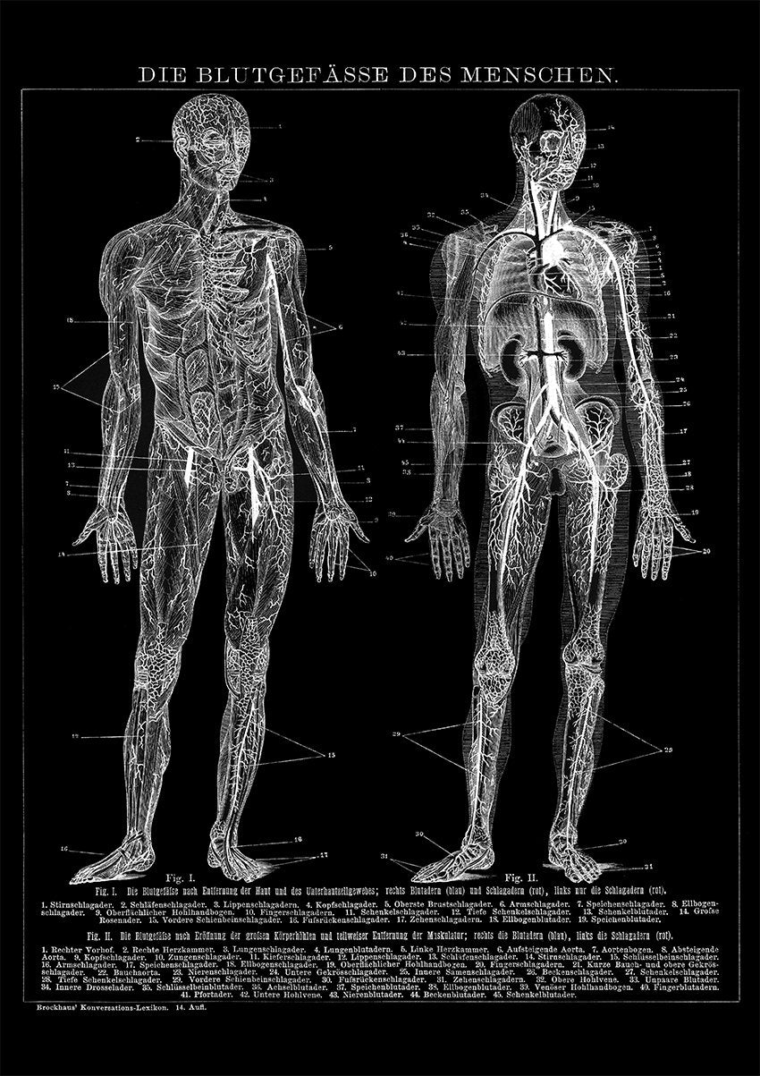 Anatomy of Blood Vessels Science Poster