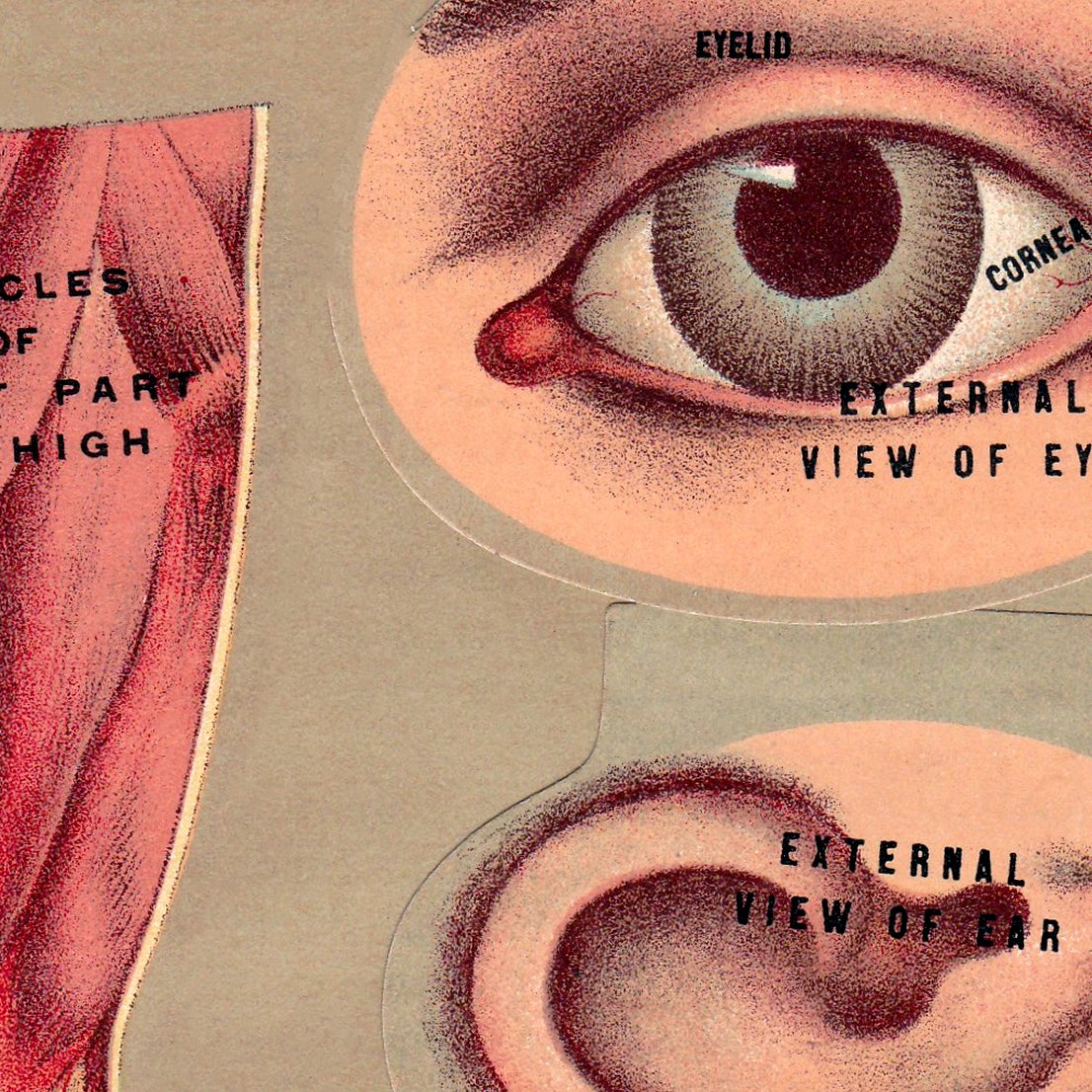 Body Parts Vintage Science Chart
