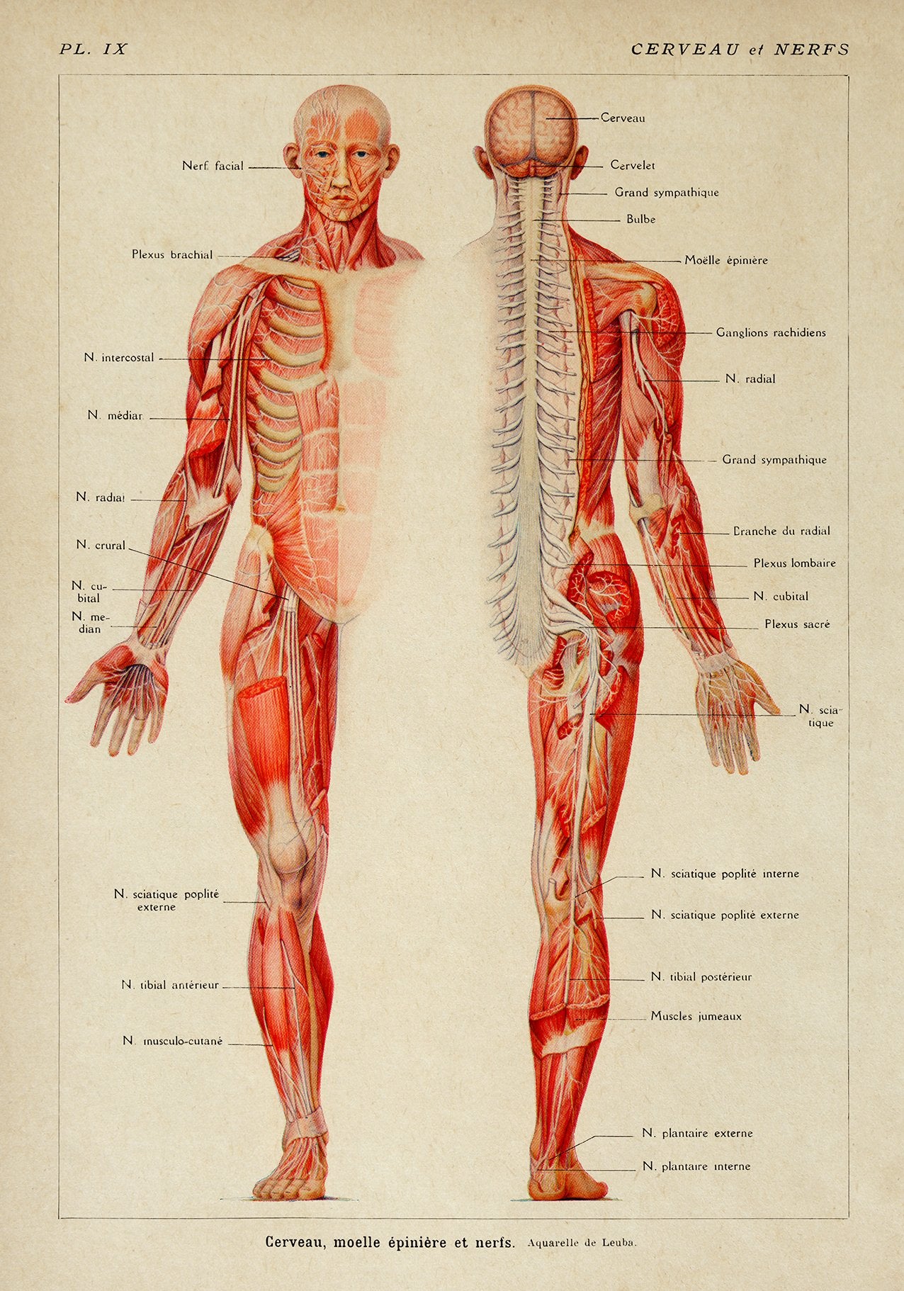 Brain and Nerves Anatomy Poster