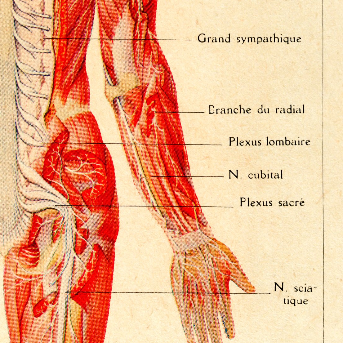 Brain and Nerves Anatomy Poster