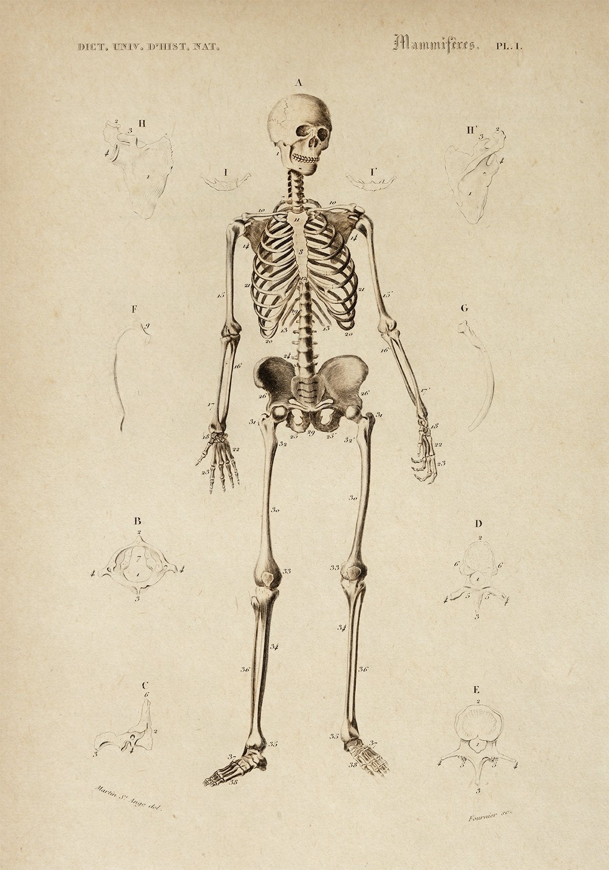 French Skeleton Anatomy Poster