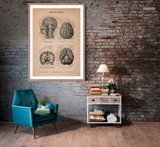 Human Brain Anatomy Poster