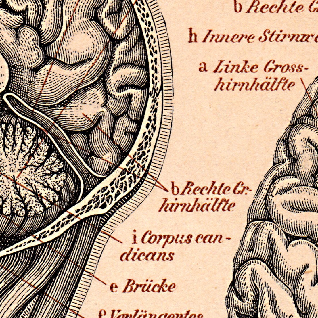 Human Brain Anatomy Poster