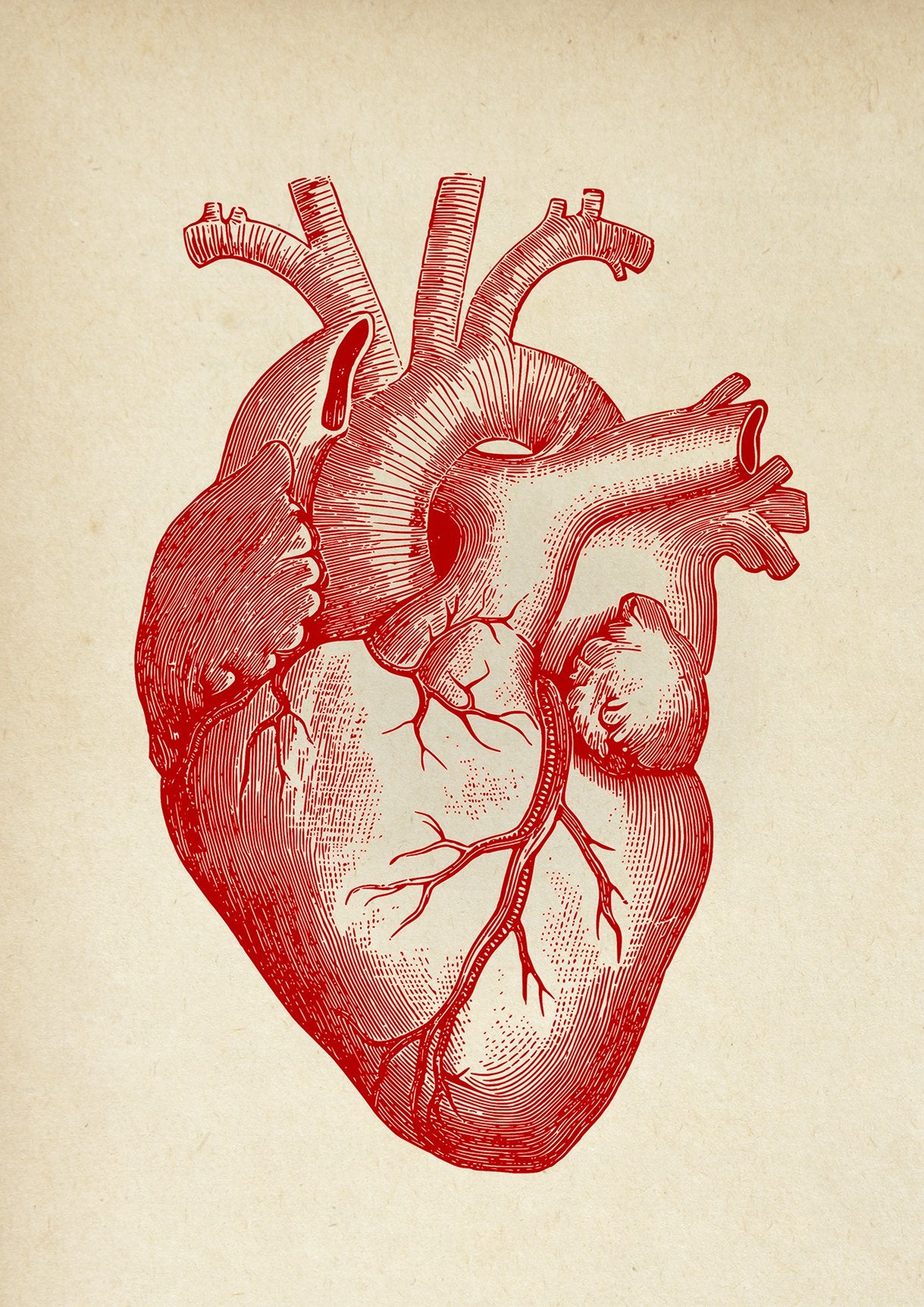 Anatomical Heart Vintage Poster