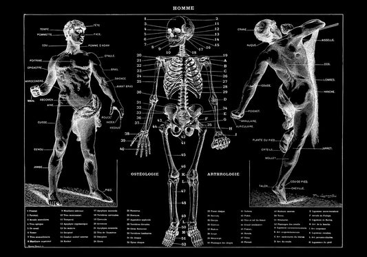 Human Osteology and Arthrology Black Anatomy Poster