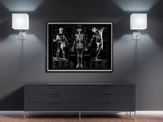 Human Osteology and Arthrology Black Anatomy Poster