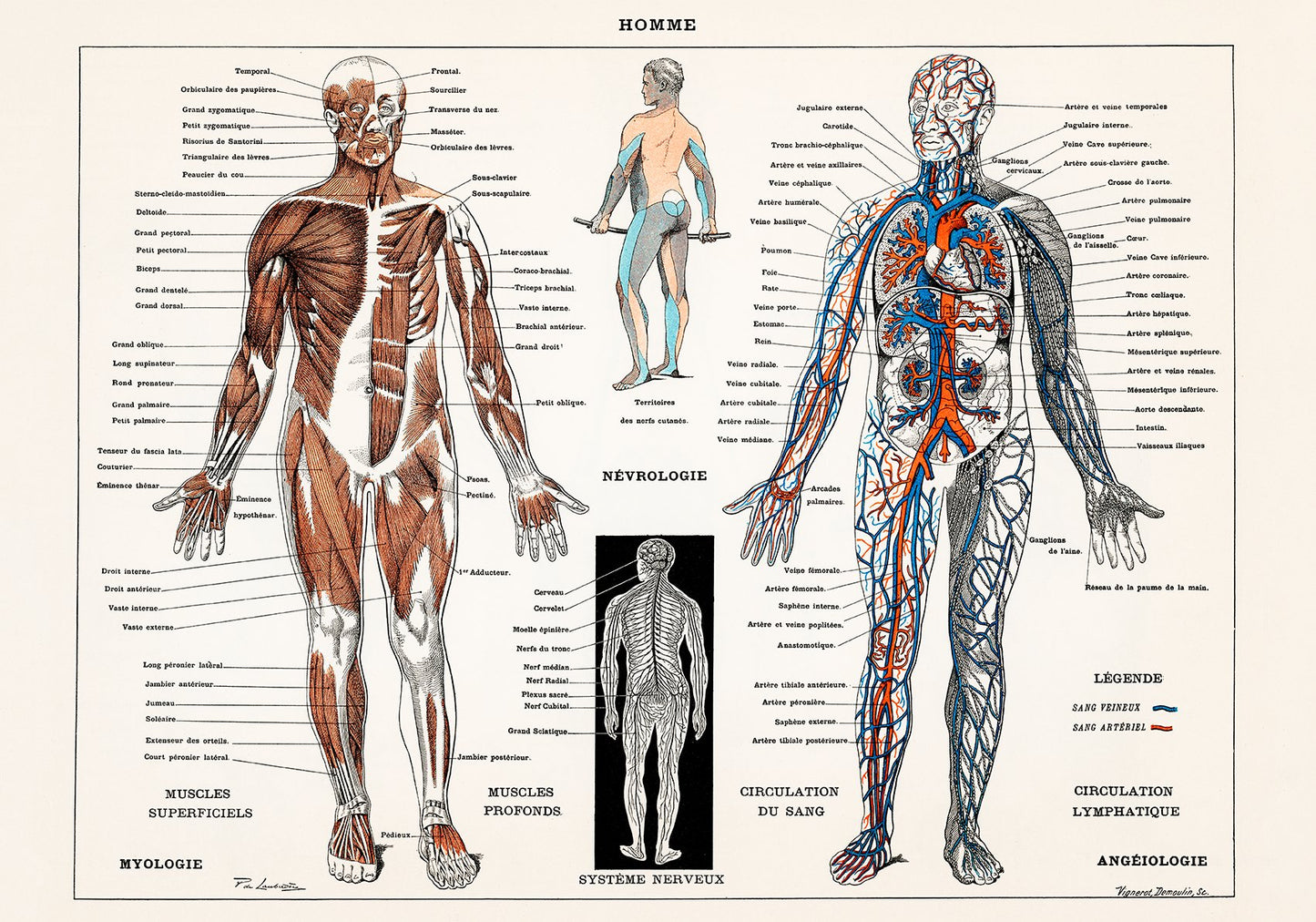 Human Nervous System Anatomy Chart