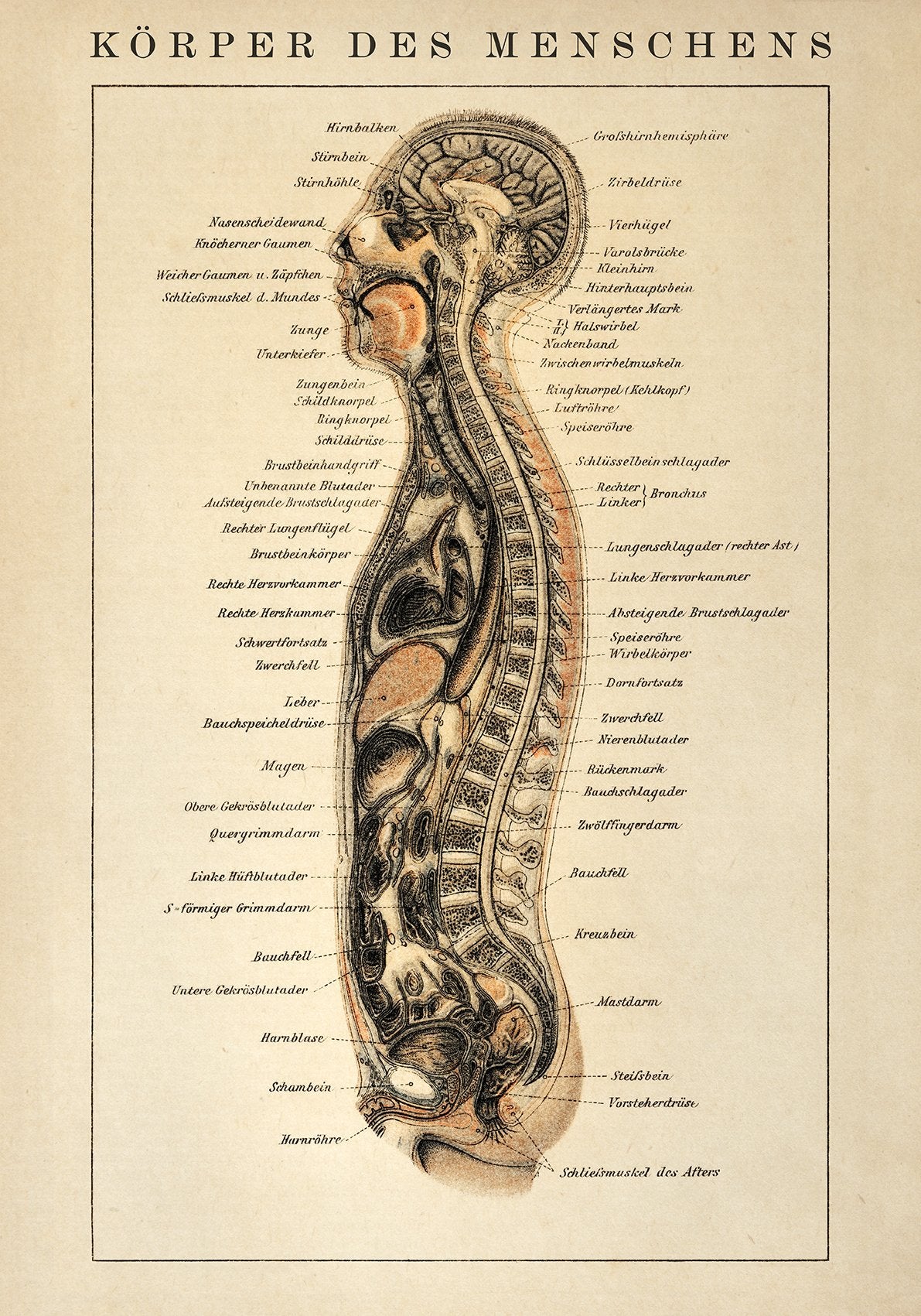 Human Body Vintage Anatomy Poster
