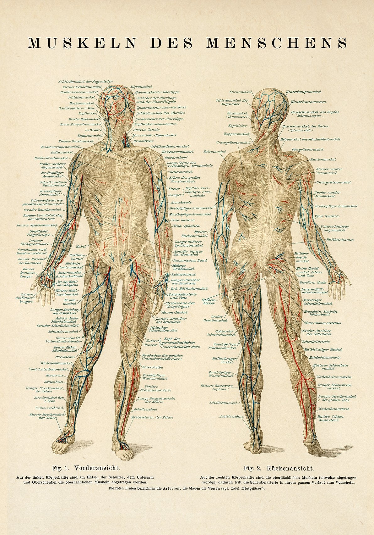Human Muscles Anatomy Poster