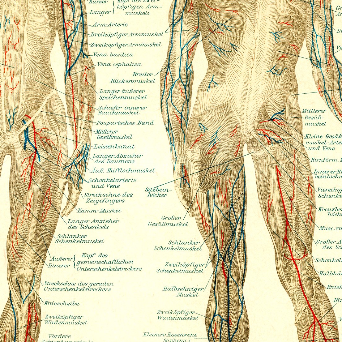 Human Muscles Anatomy Poster
