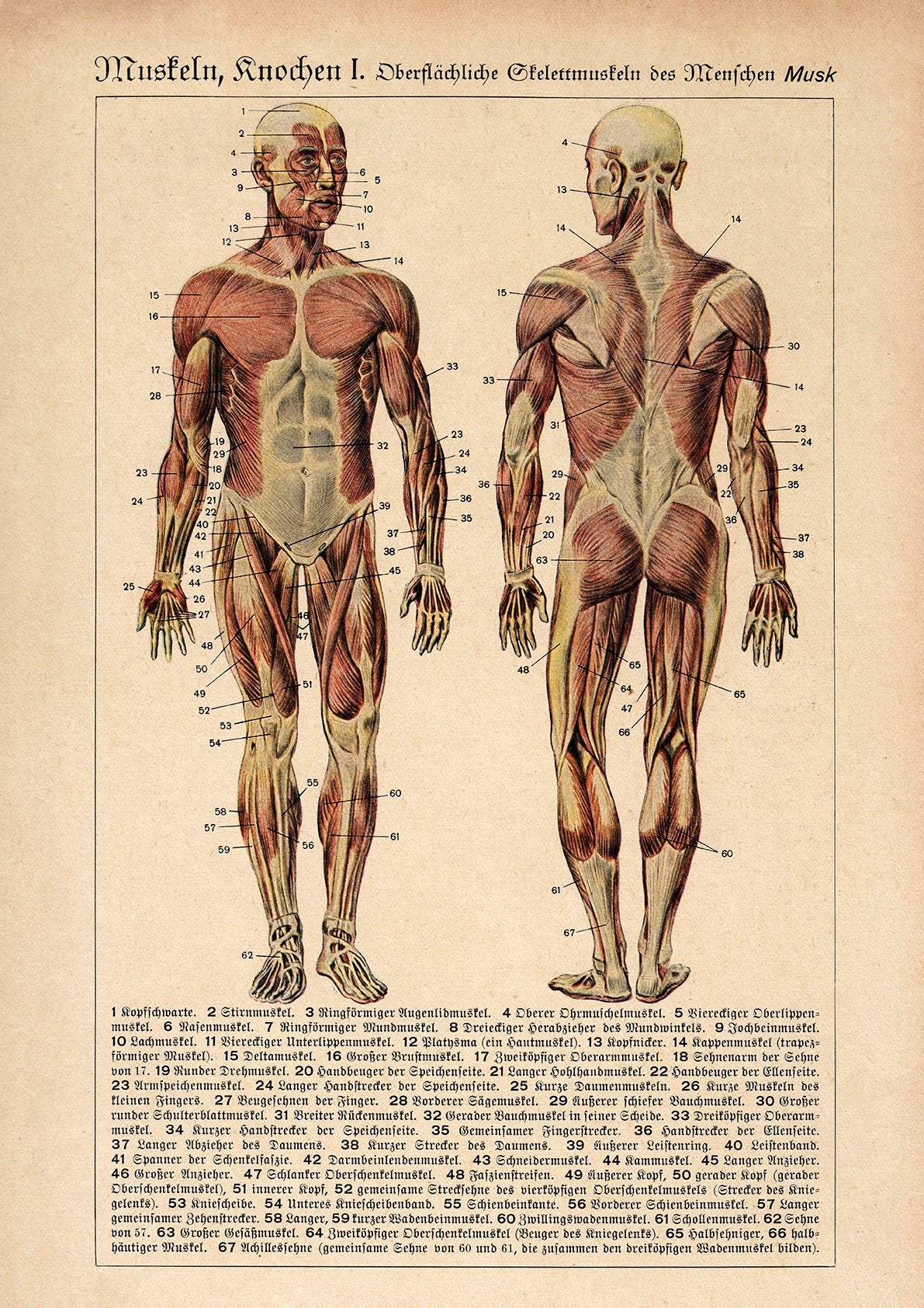 Human Muscles and Bones Sepia Anatomy Poster