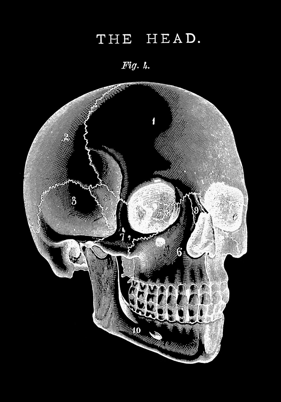 Black Skull Anatomy Art Poster