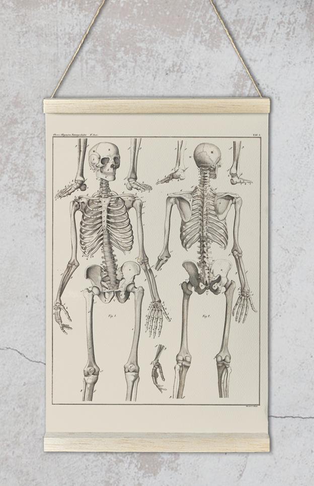 Skeleton Anatomy Poster by Oken