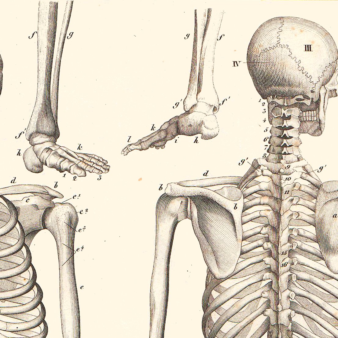 Skeleton Anatomy Poster by Oken