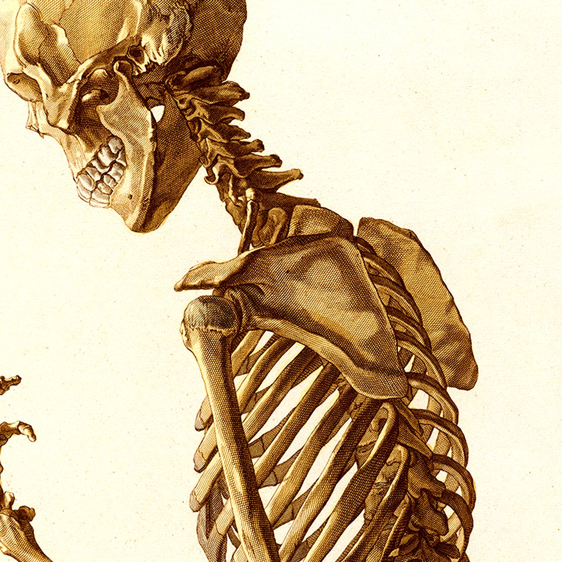 Human Skeleton Anatomical Poster