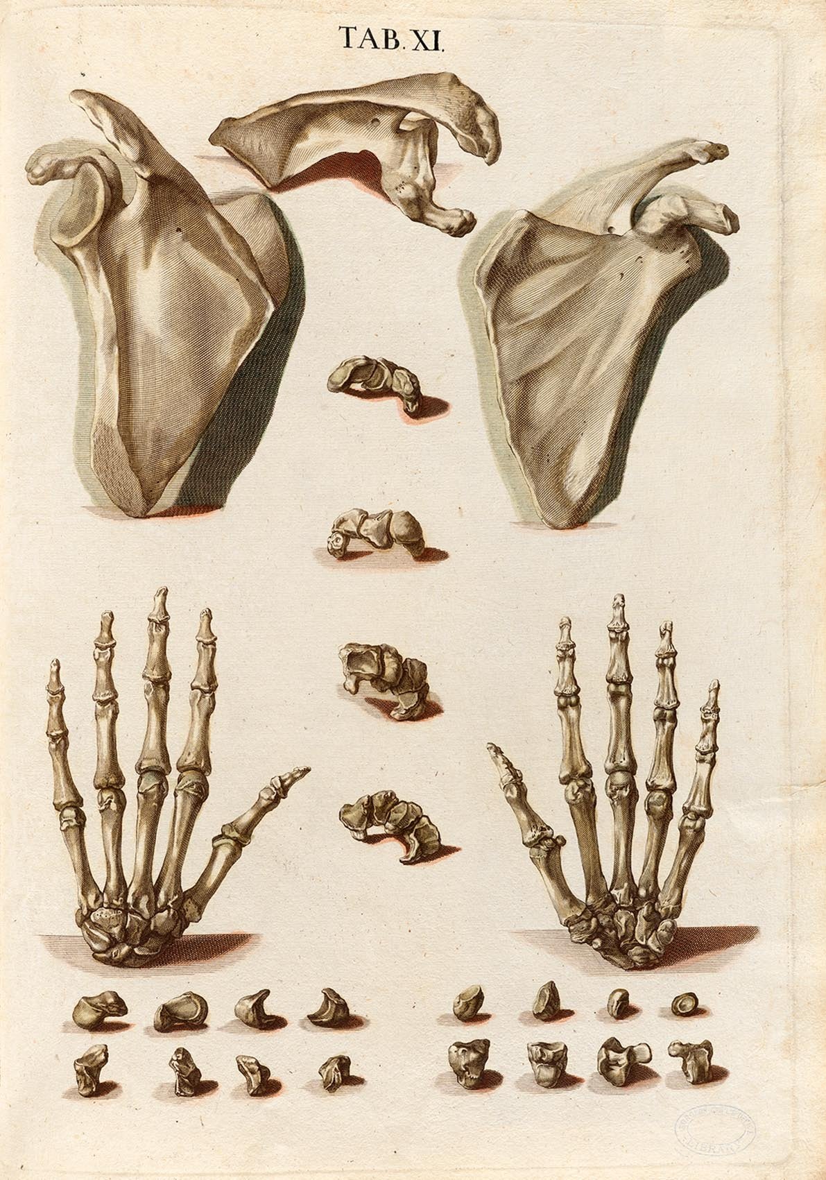 Anatomical Hand Bones Chart TAB XI