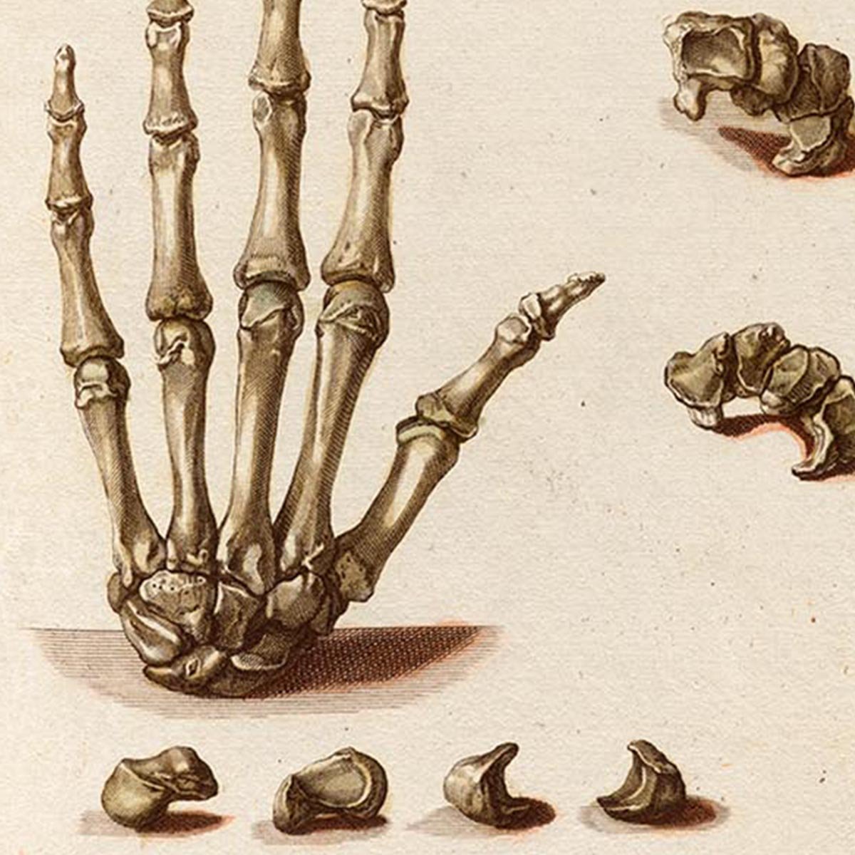 Anatomical Hand Bones Chart TAB XI