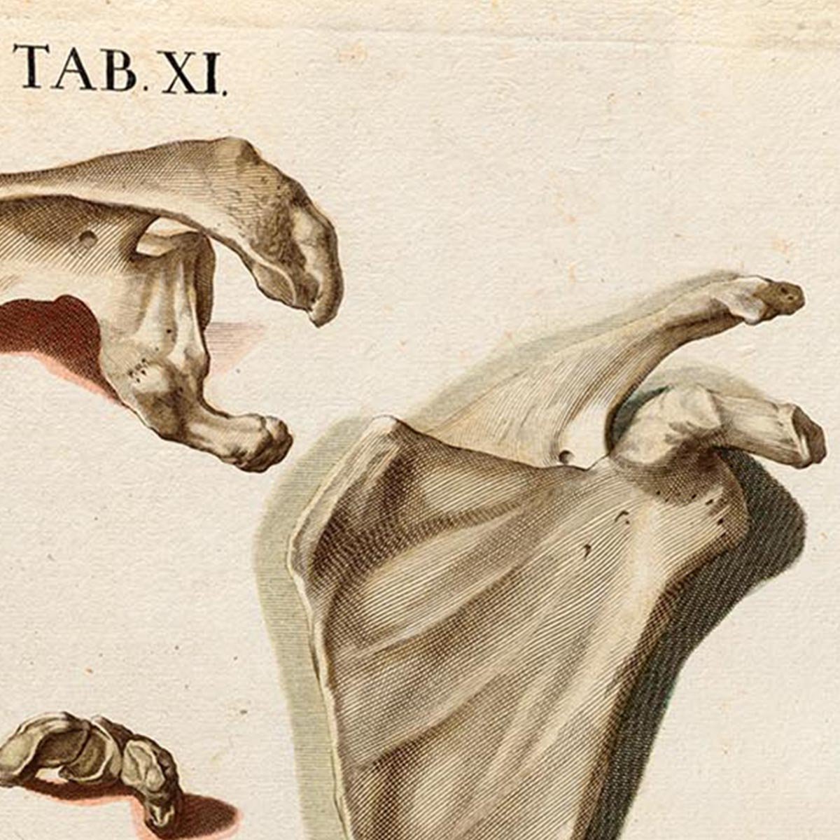 Anatomical Hand Bones Chart TAB XI