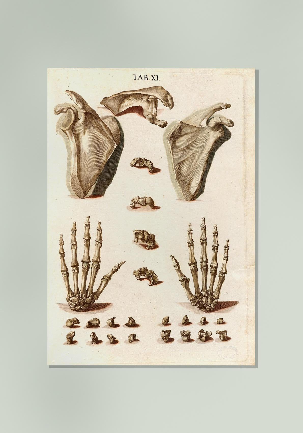 Anatomical Hand Bones Chart TAB XI