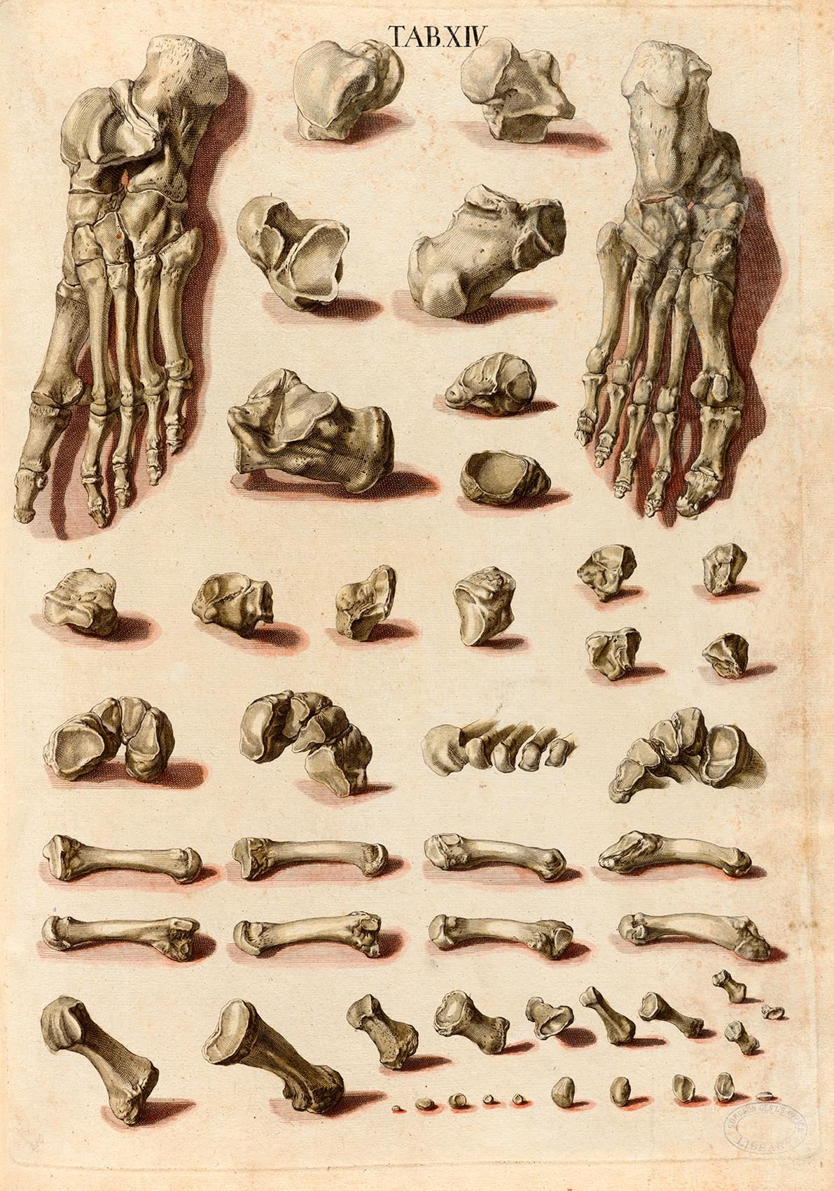 Foot Bones Anatomy Chart